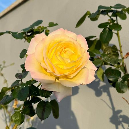 Villa Flores Kavran Eksteriør bilde
